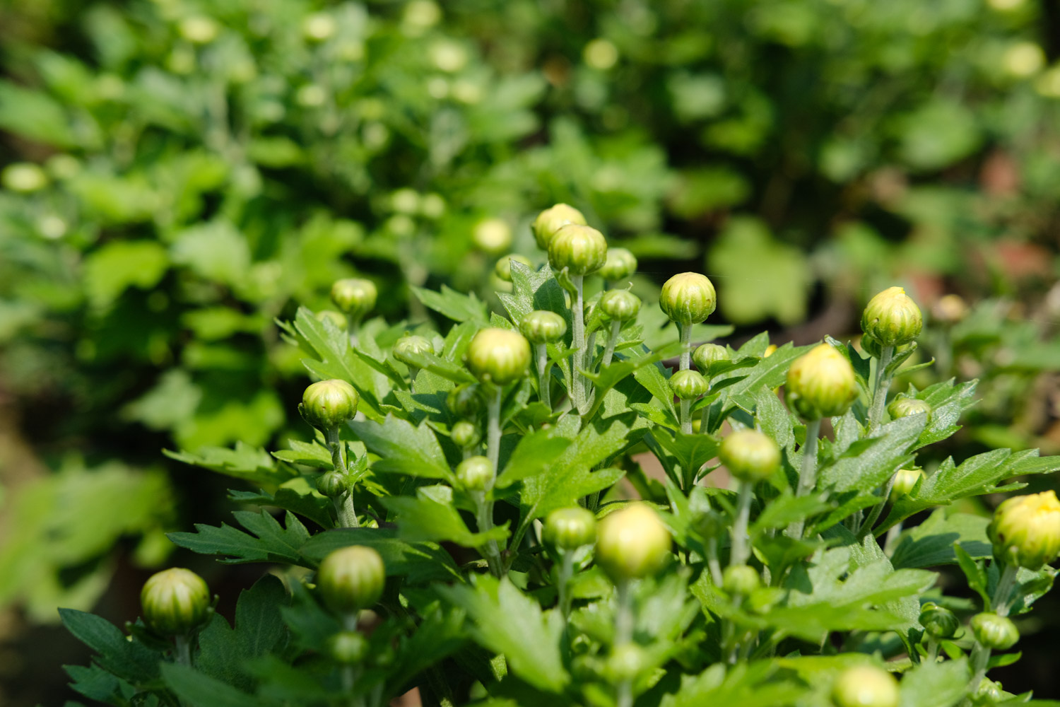 Chrysanthemum