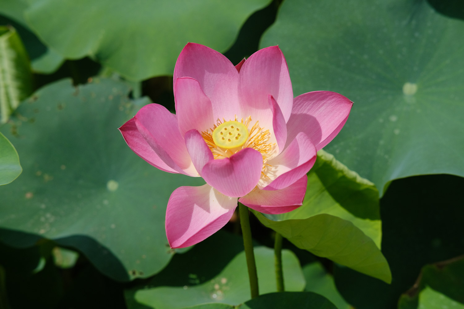 Lotus