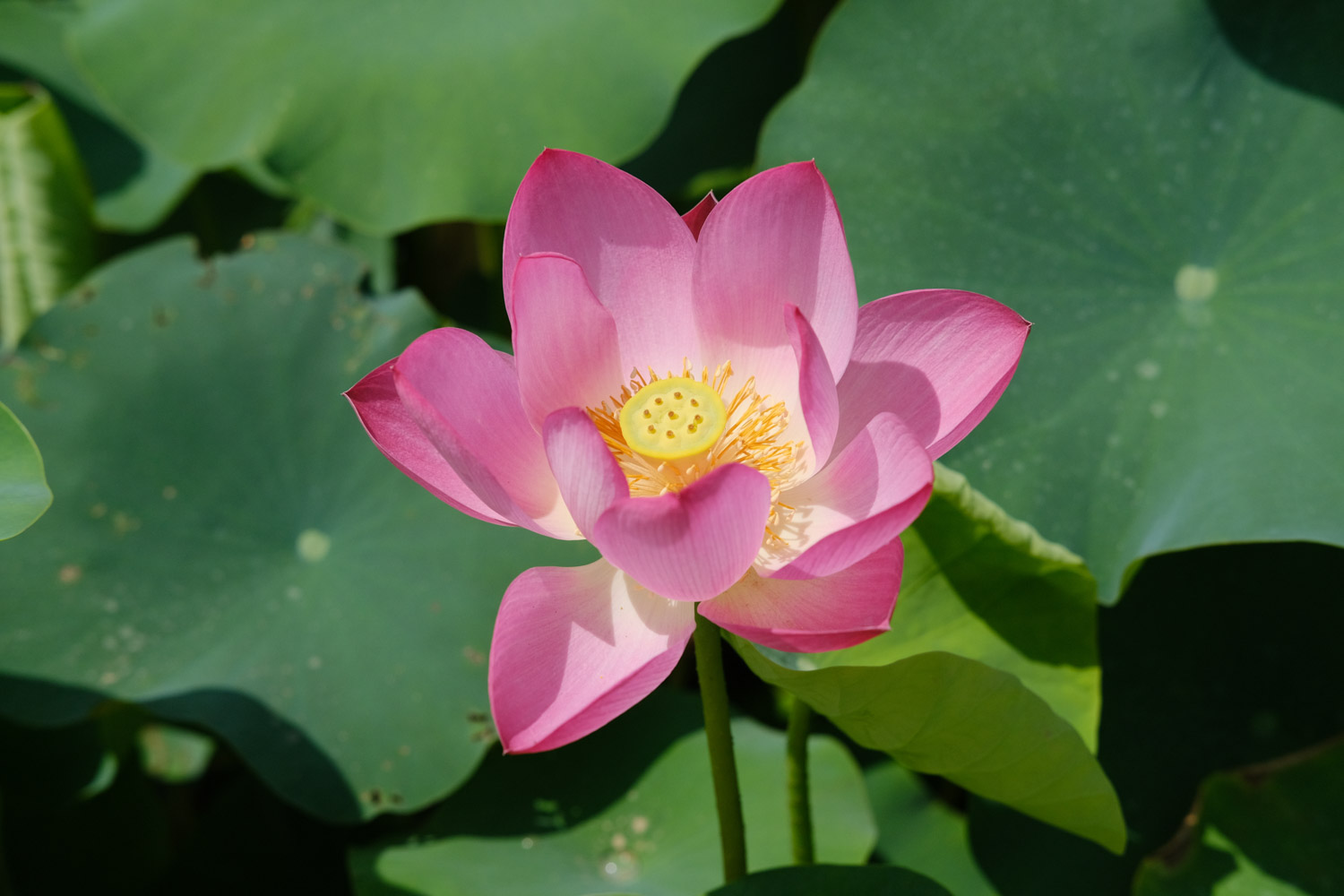 Lotus