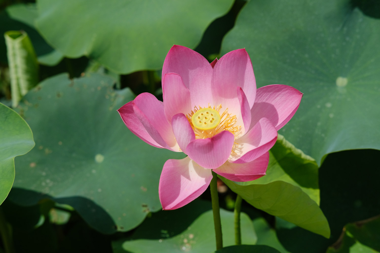 Lotus