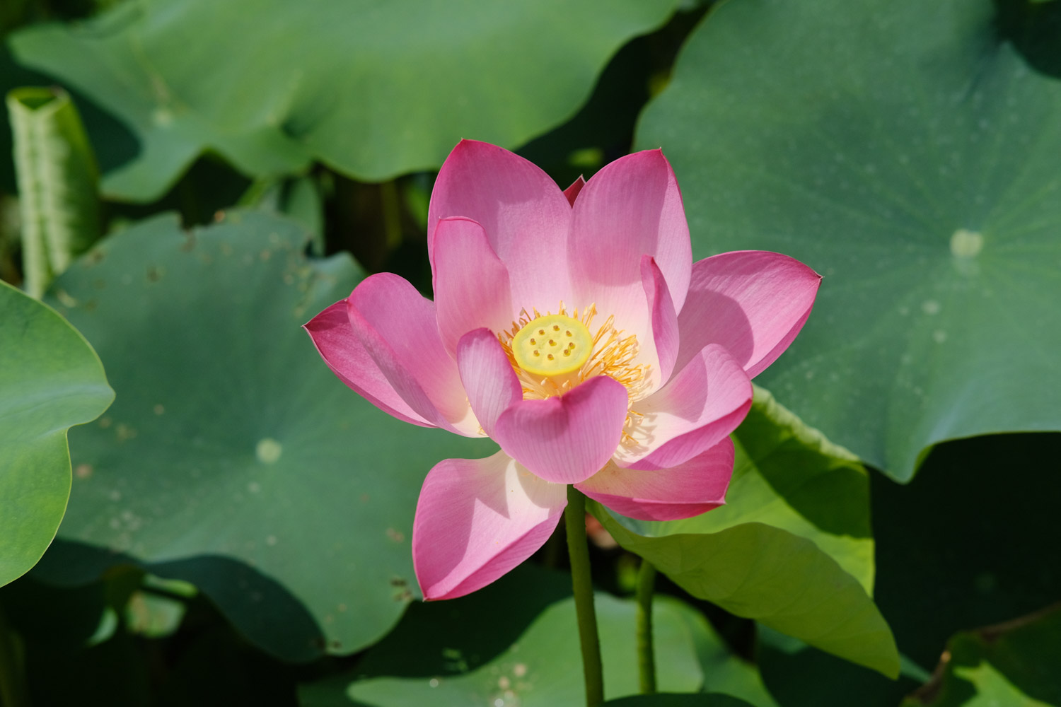 Lotus