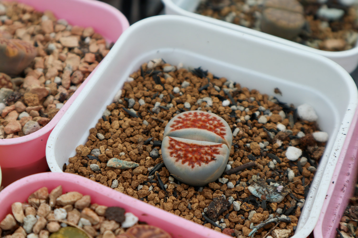 Lithops