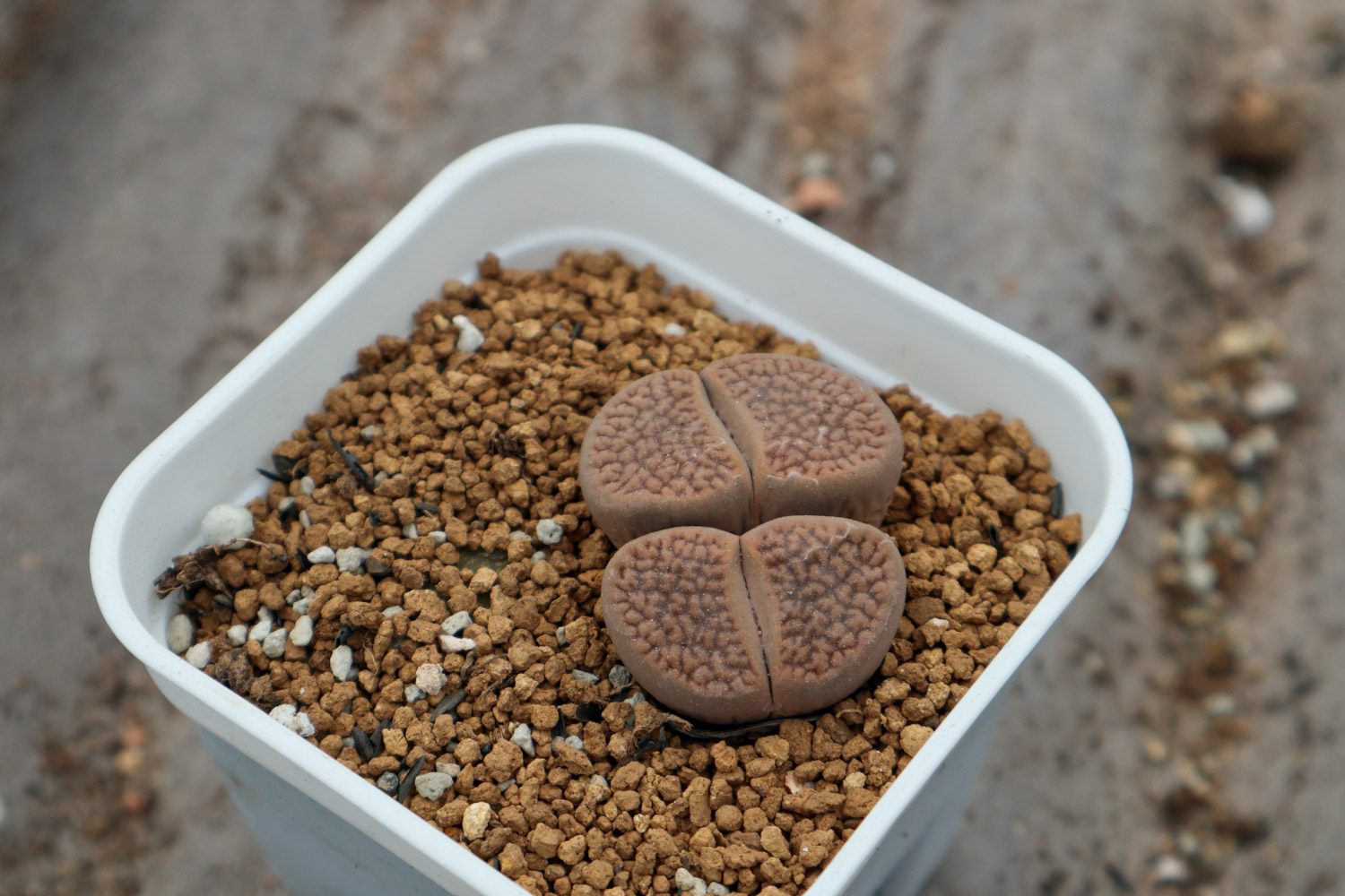 Lithops