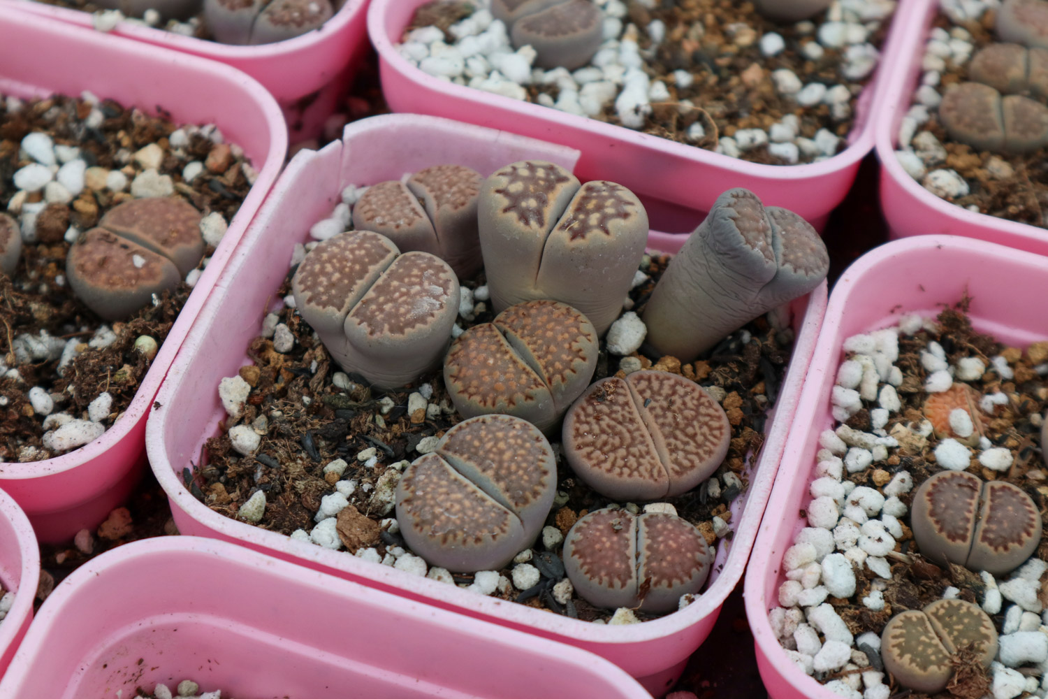 Lithops