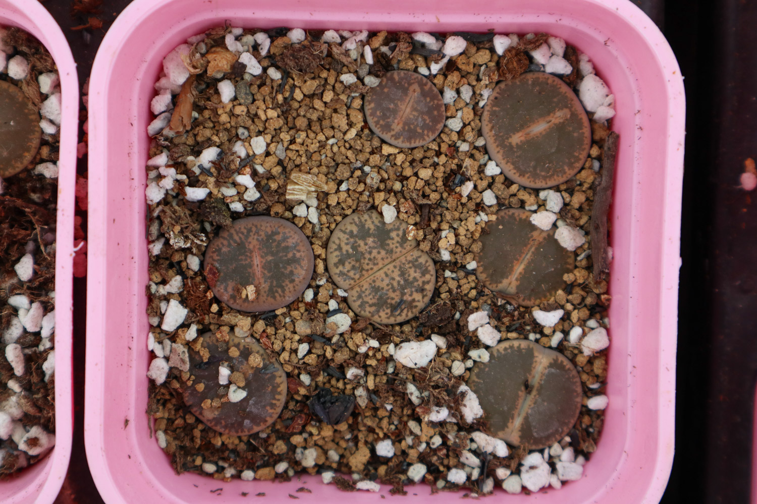 Lithops