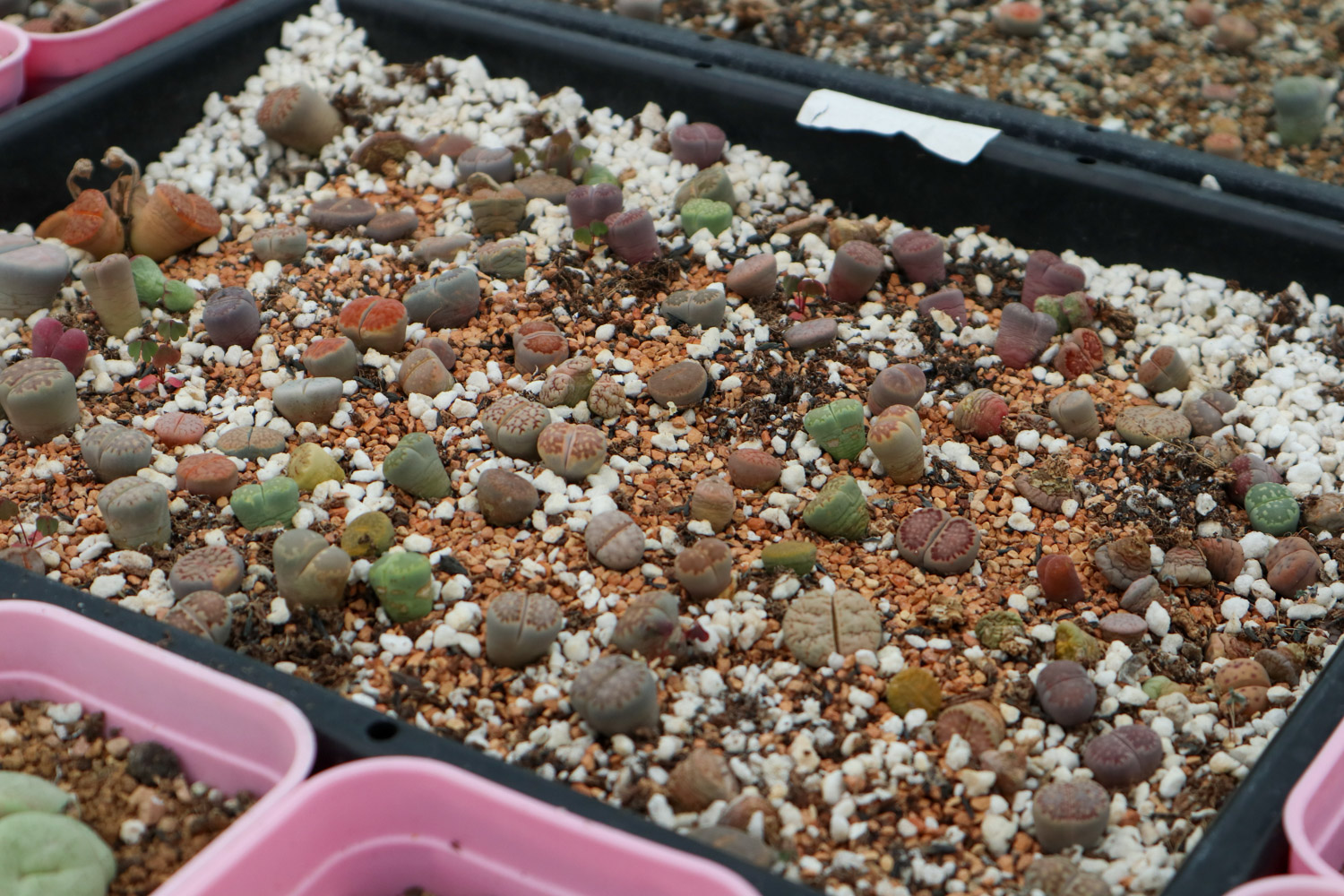 Lithops