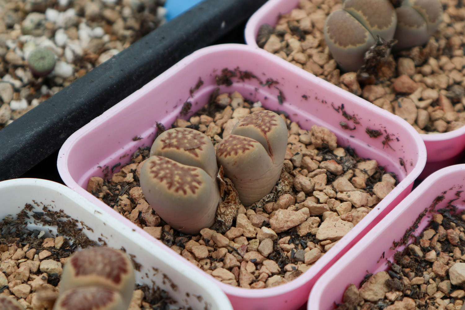 Lithops