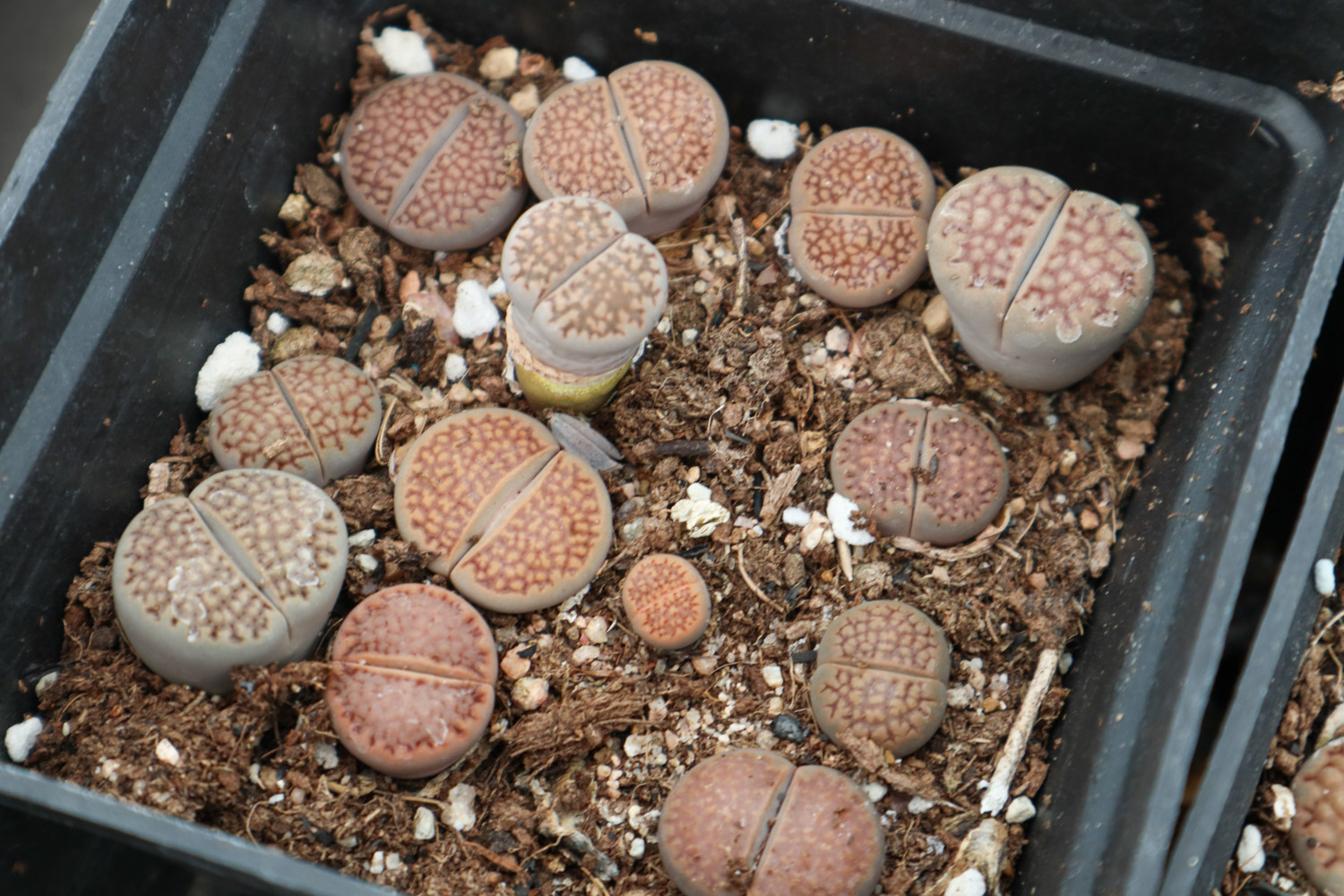 Lithops