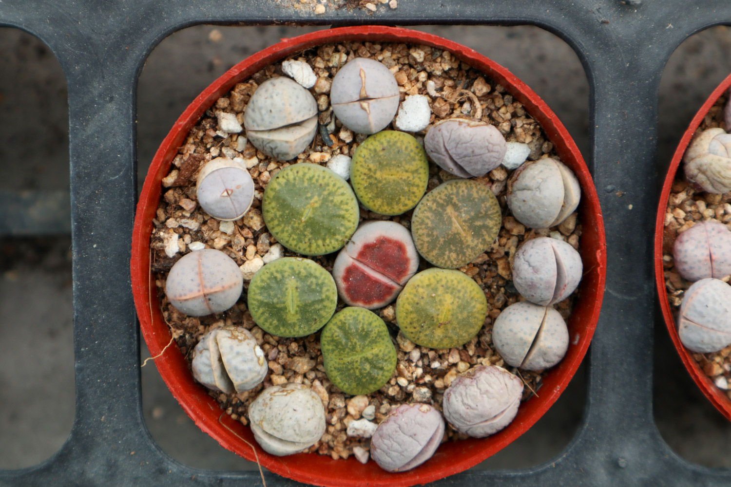 Lithops