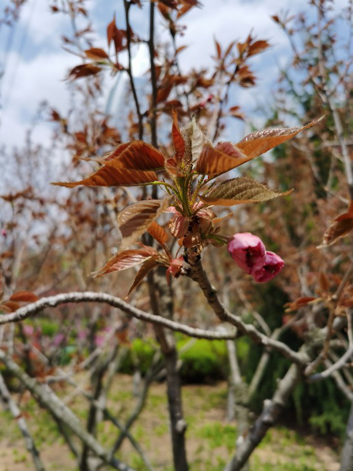 cherry blossoms