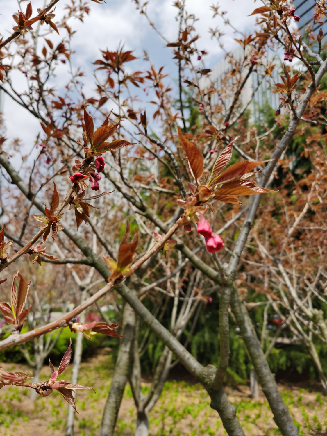 cherry blossoms