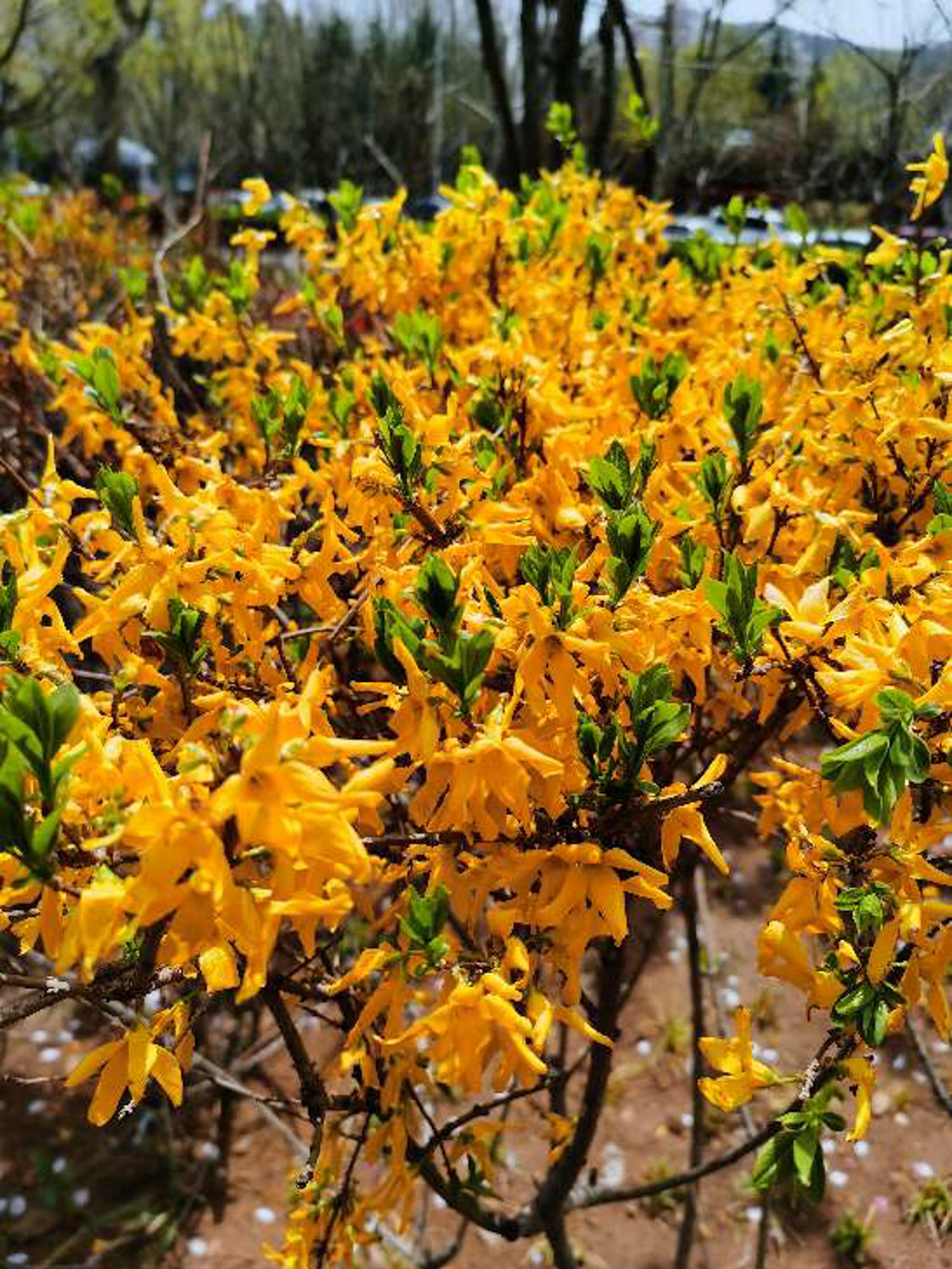 Forsythia suspensa