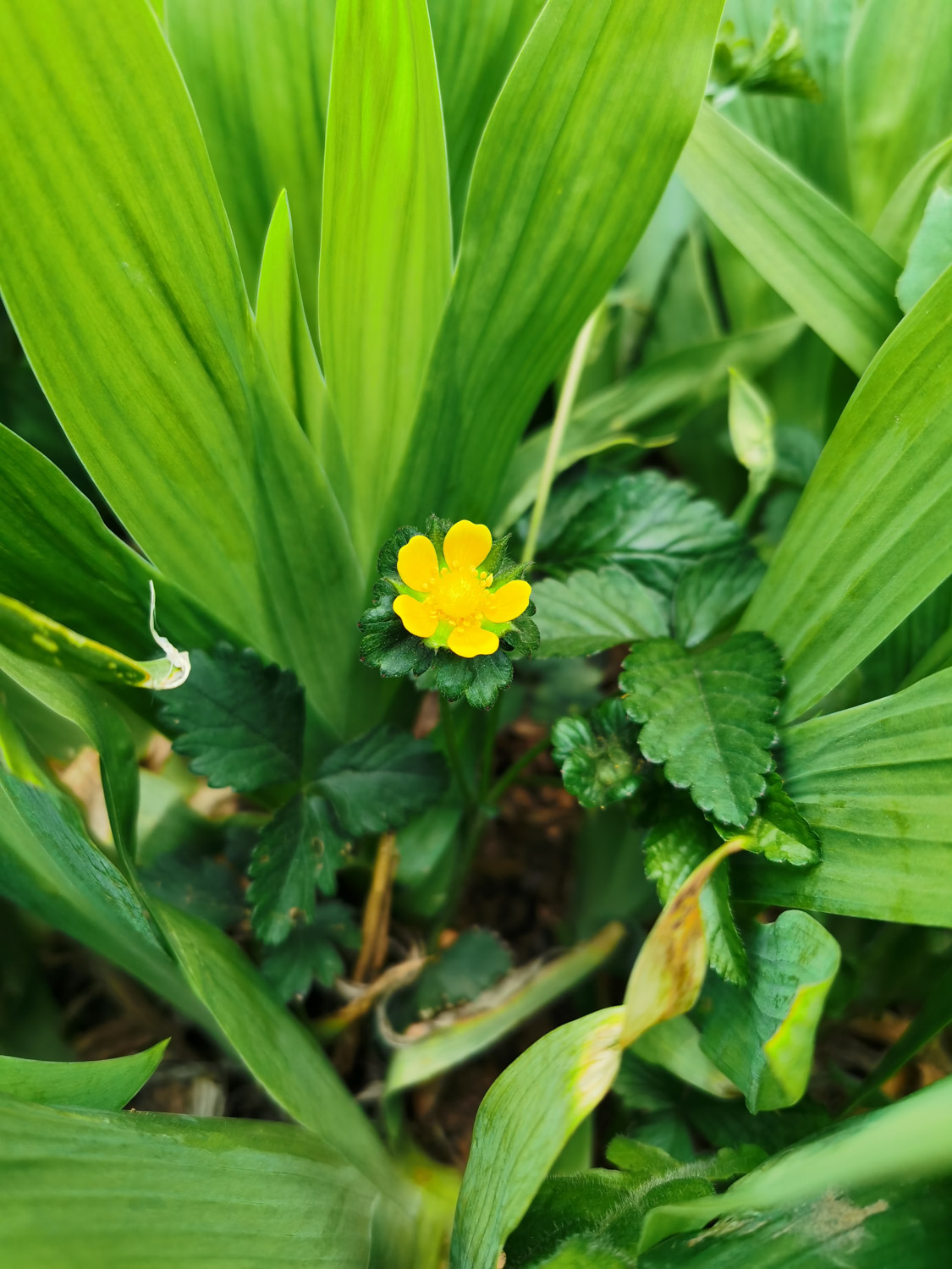 Duchesnea indica