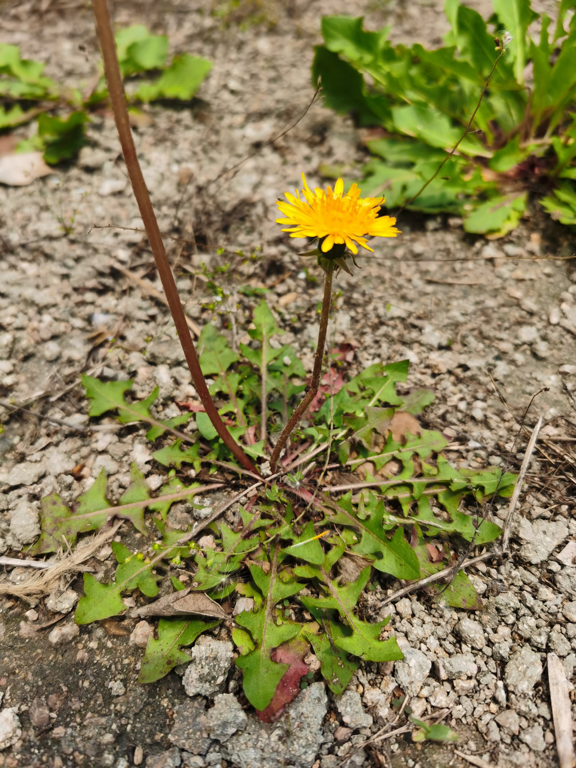 Dandelion