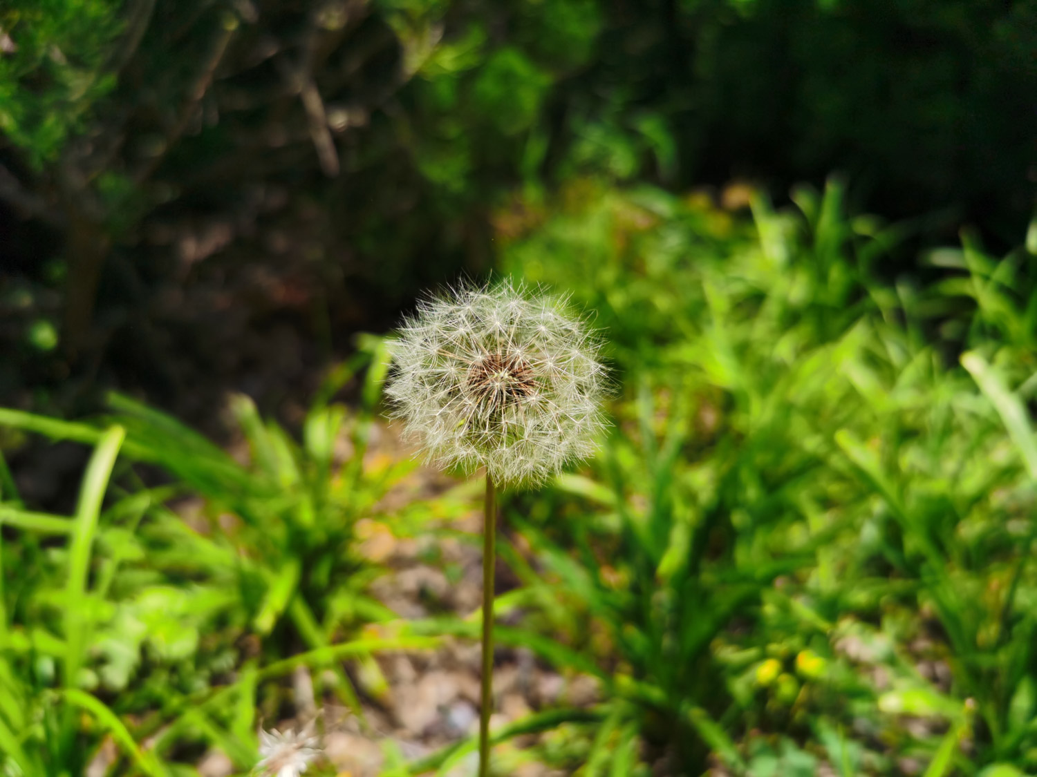 Dandelion