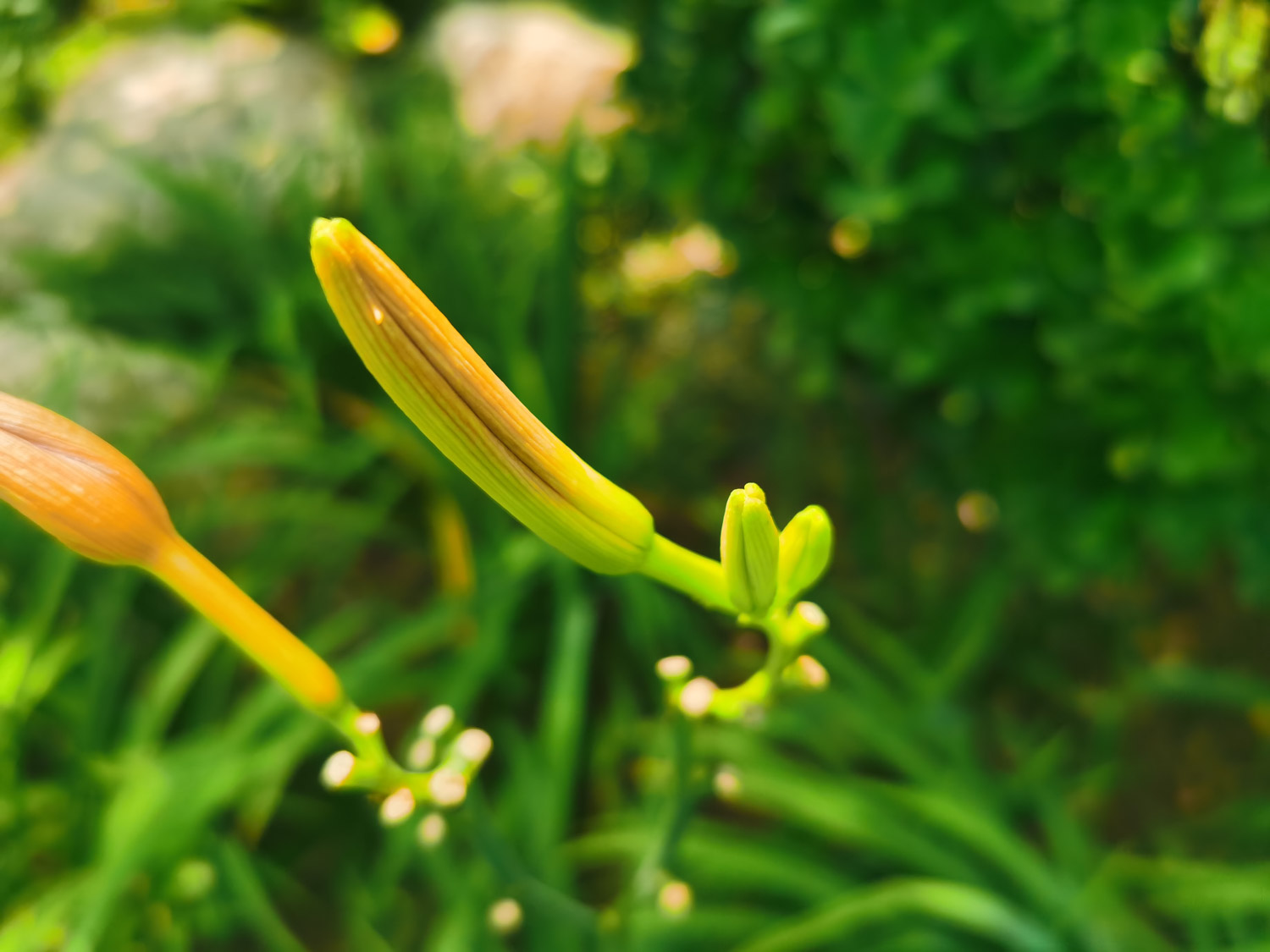 Hemerocallis