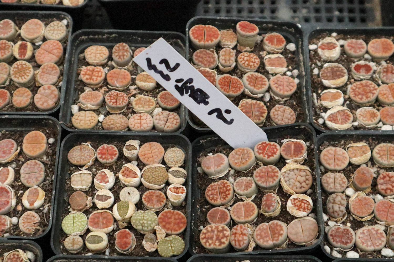 Lithops