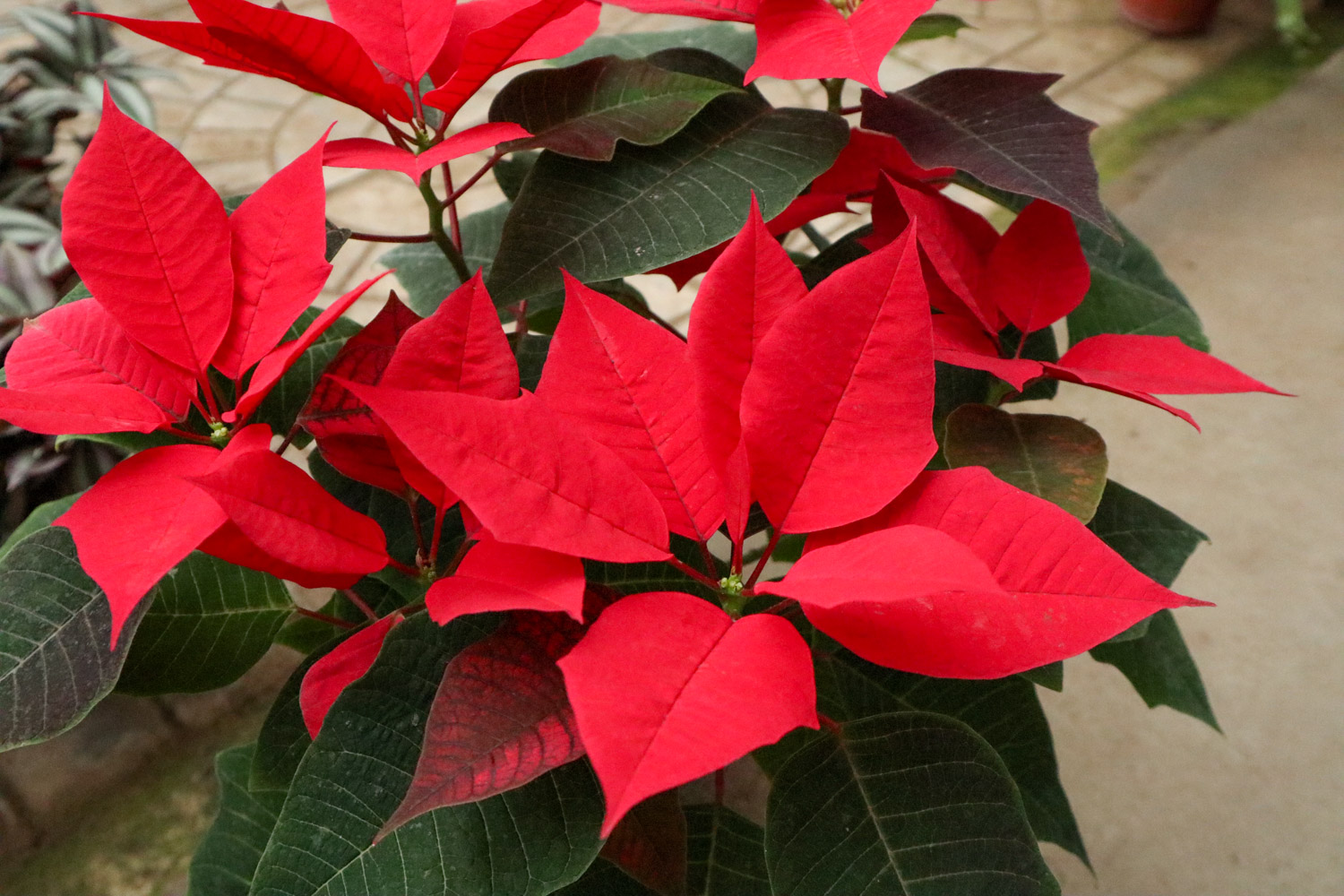 poinsettia