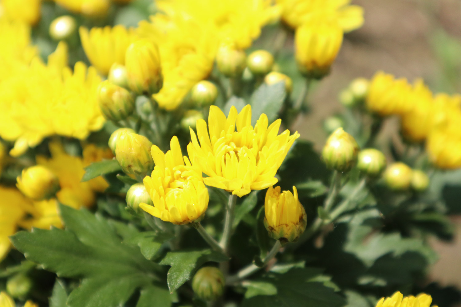 Chrysanthemum