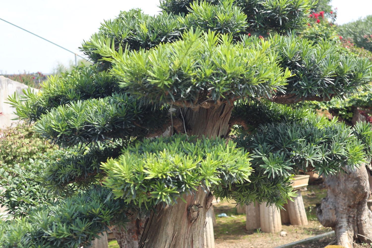 Podocarpus