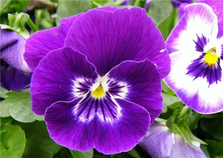 Pansy