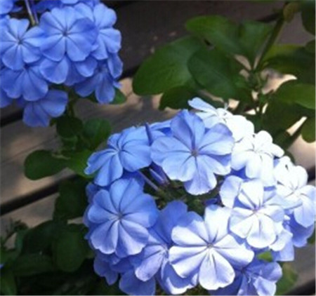 blue plumbago