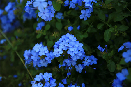 blue plumbago