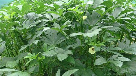 Okra leaves