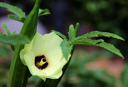 Okra flower