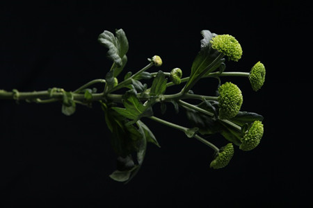 Button Chrysanthemum