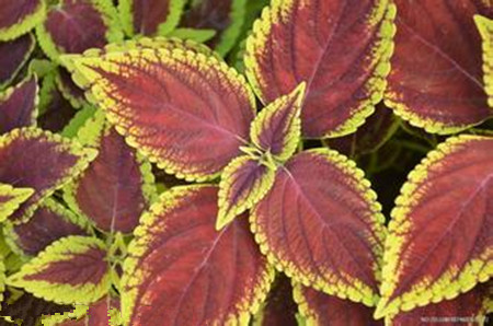 The shape of colored leaf grass