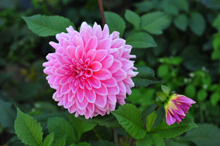 Dahlia plant shape