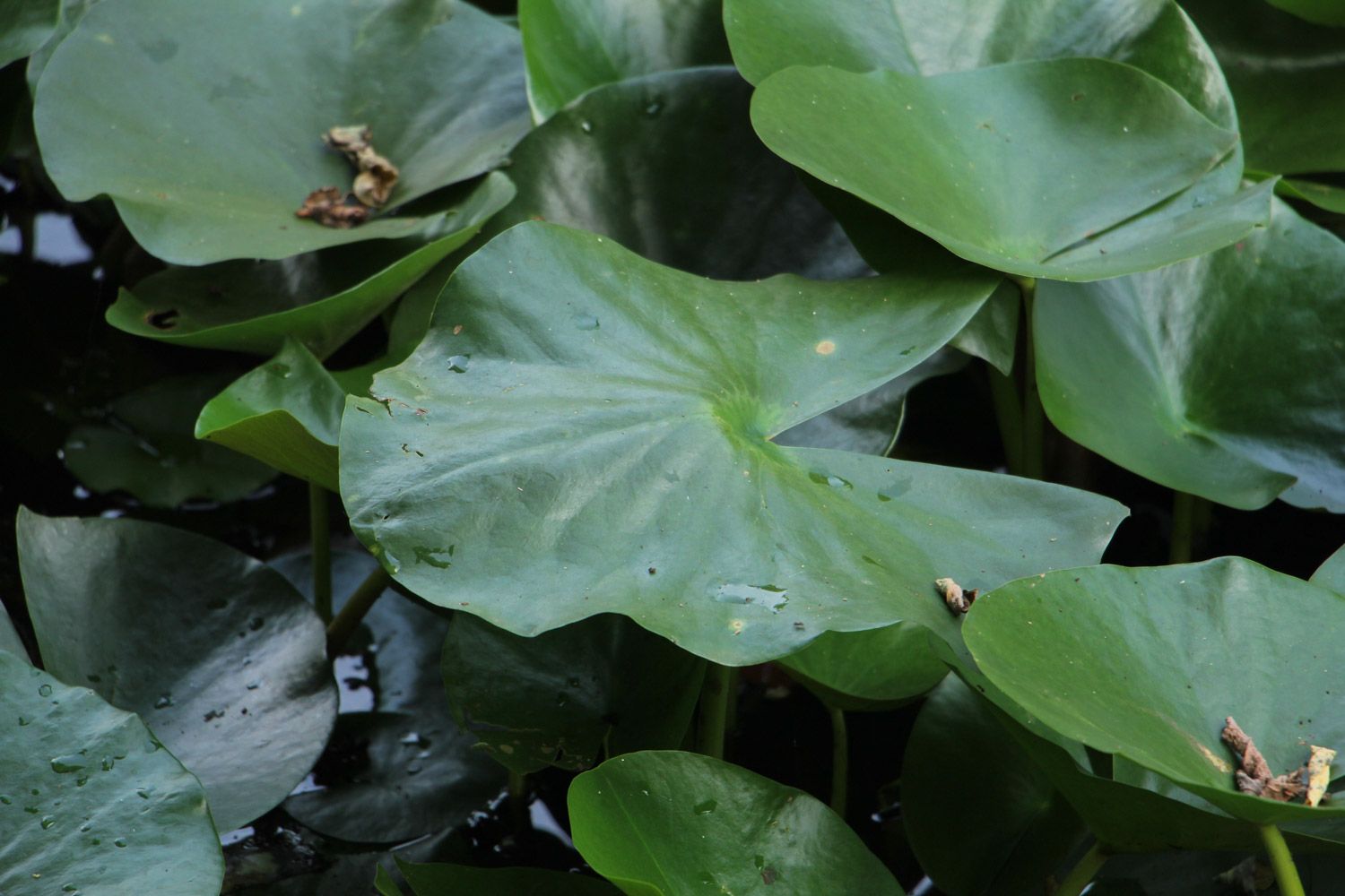 Water lilies