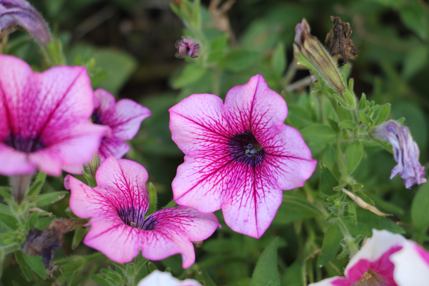 Petunia hybrida