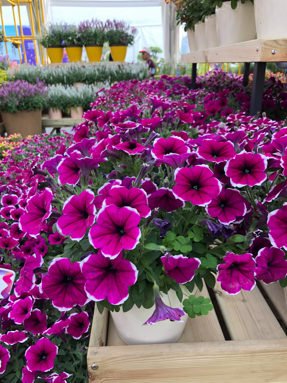 Petunia hybrida