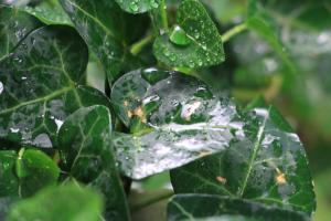 Growth habits of different varieties of ivy