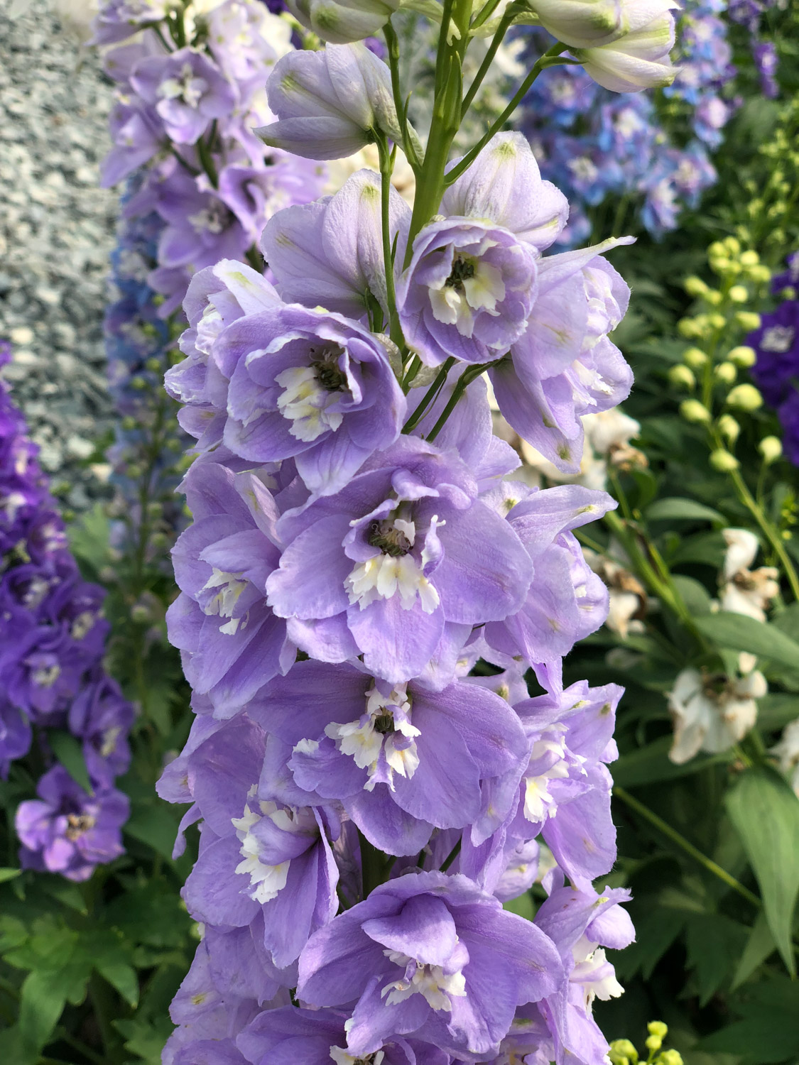 larkspur