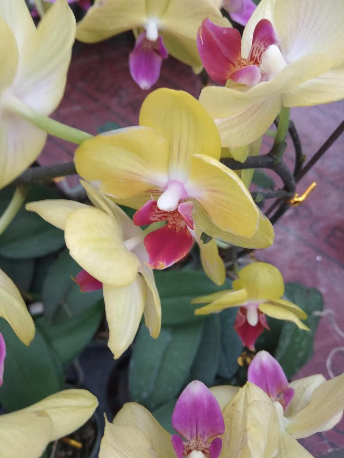 moth orchid