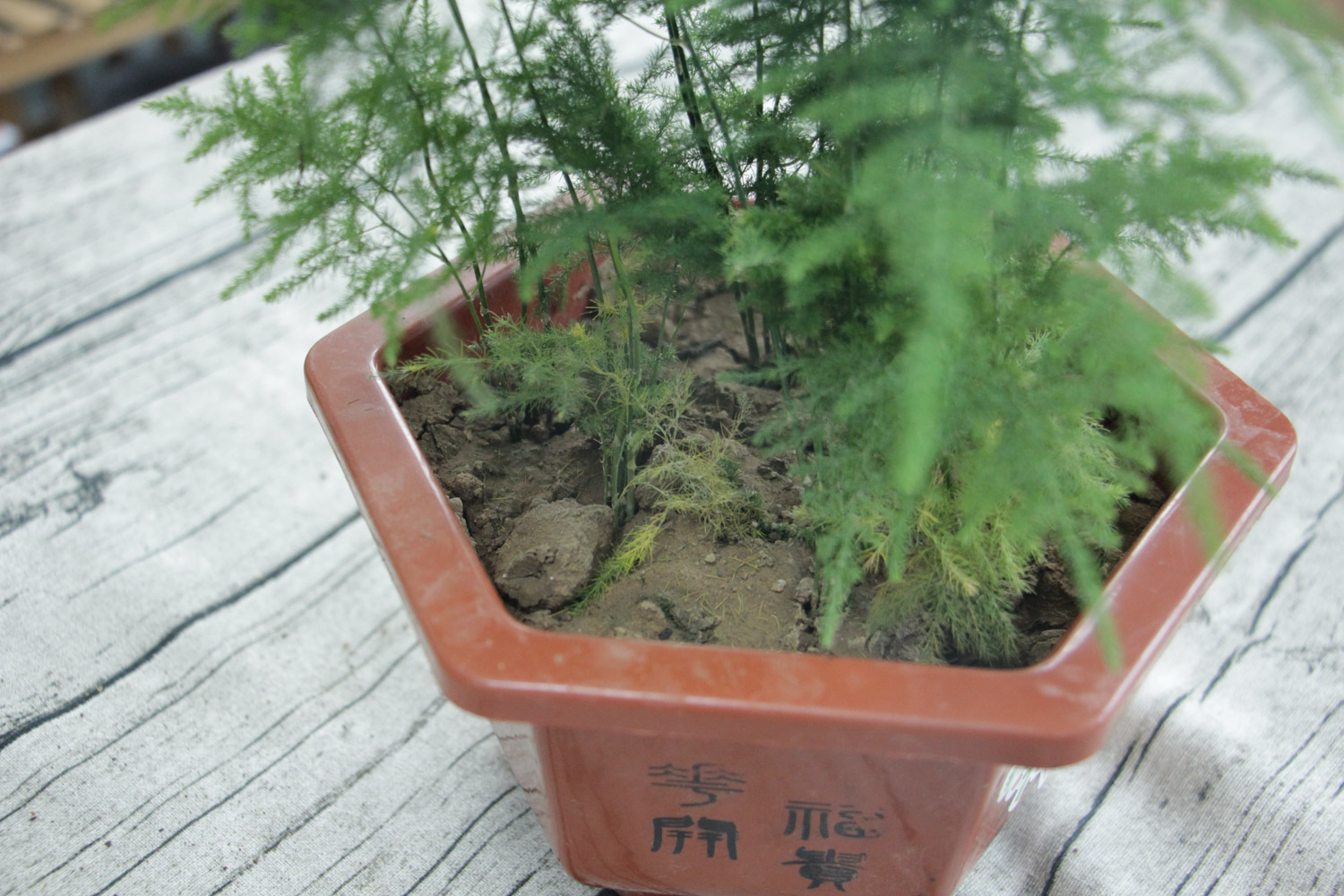 asparagus fern