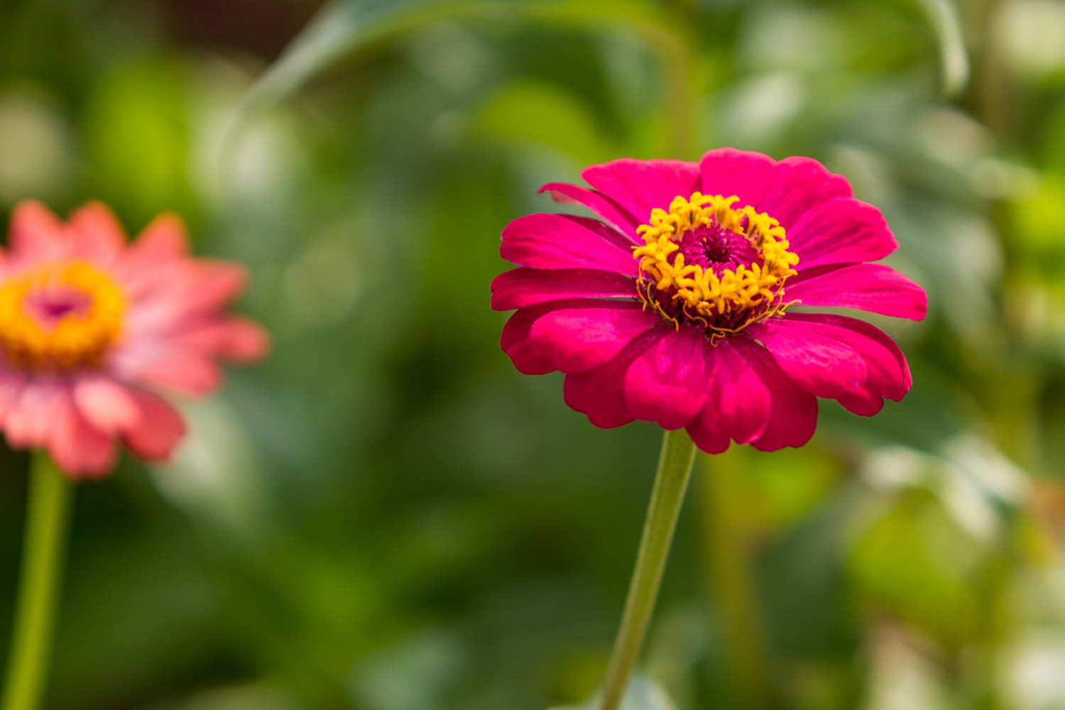 Chrysanthemum