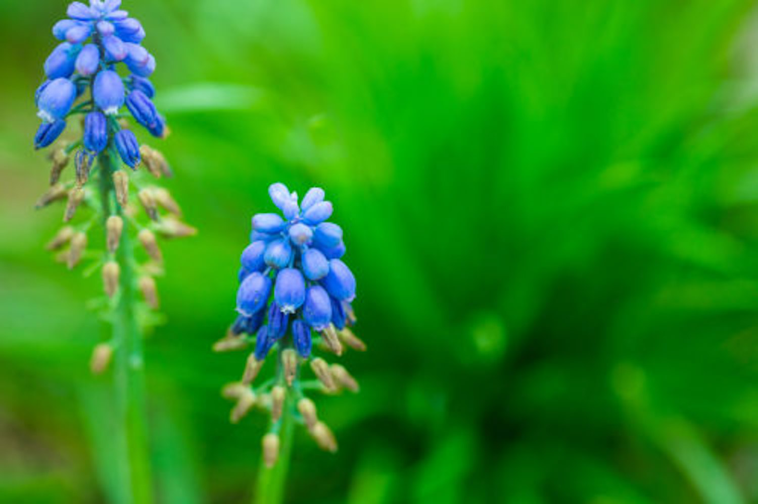 Muscari