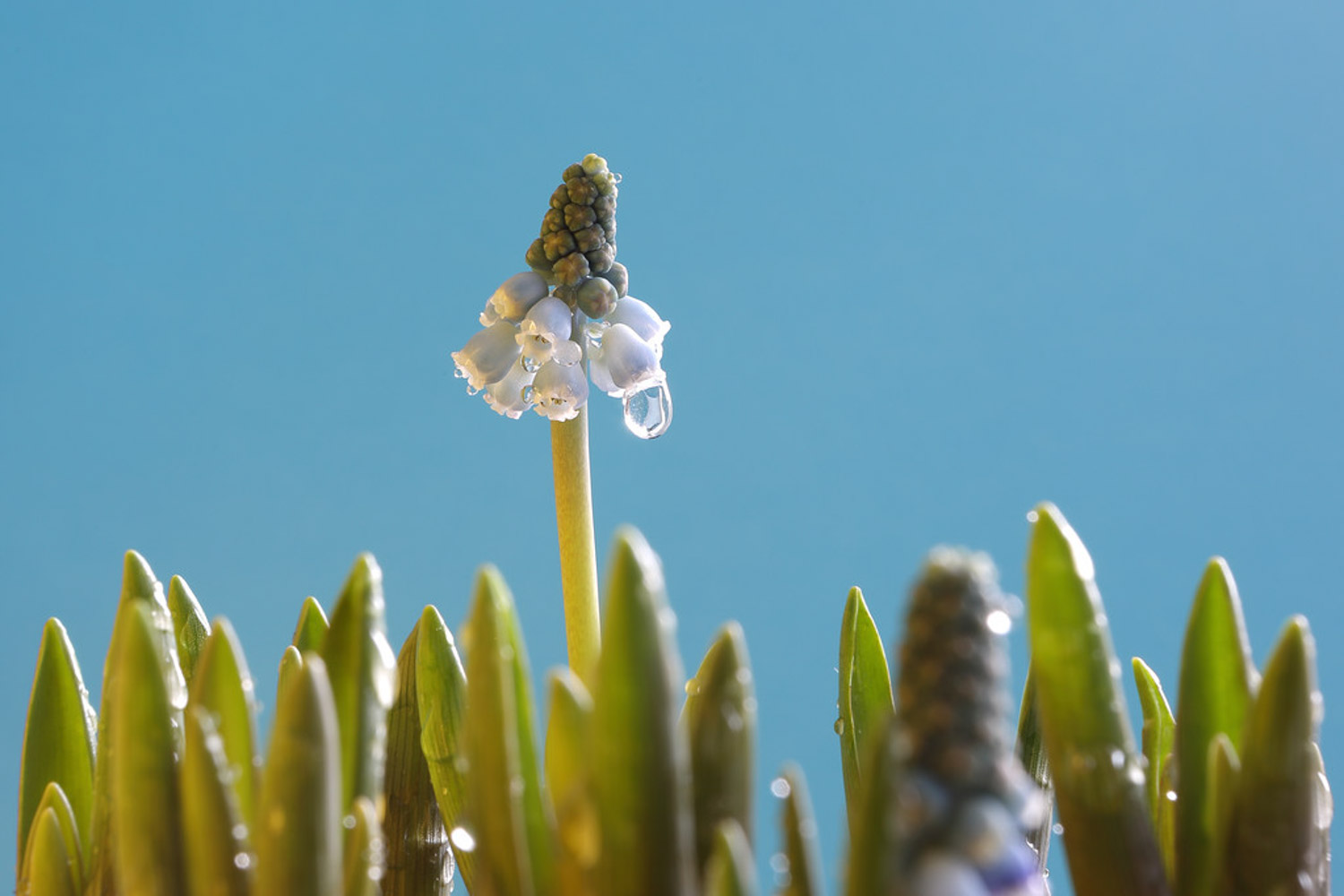 Muscari