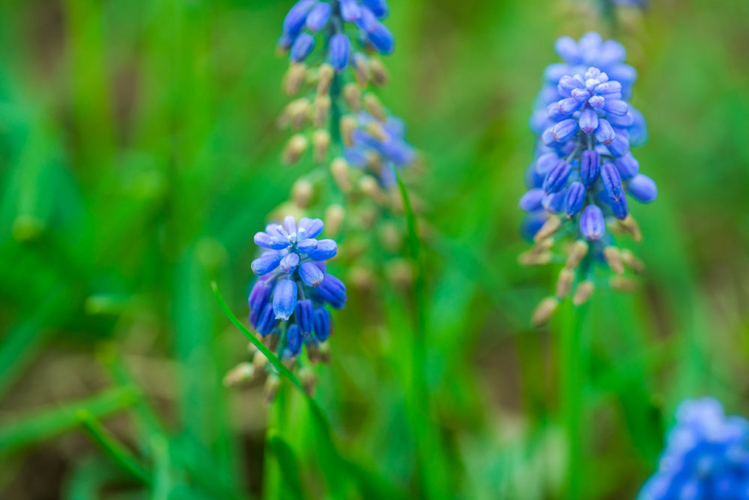 Muscari