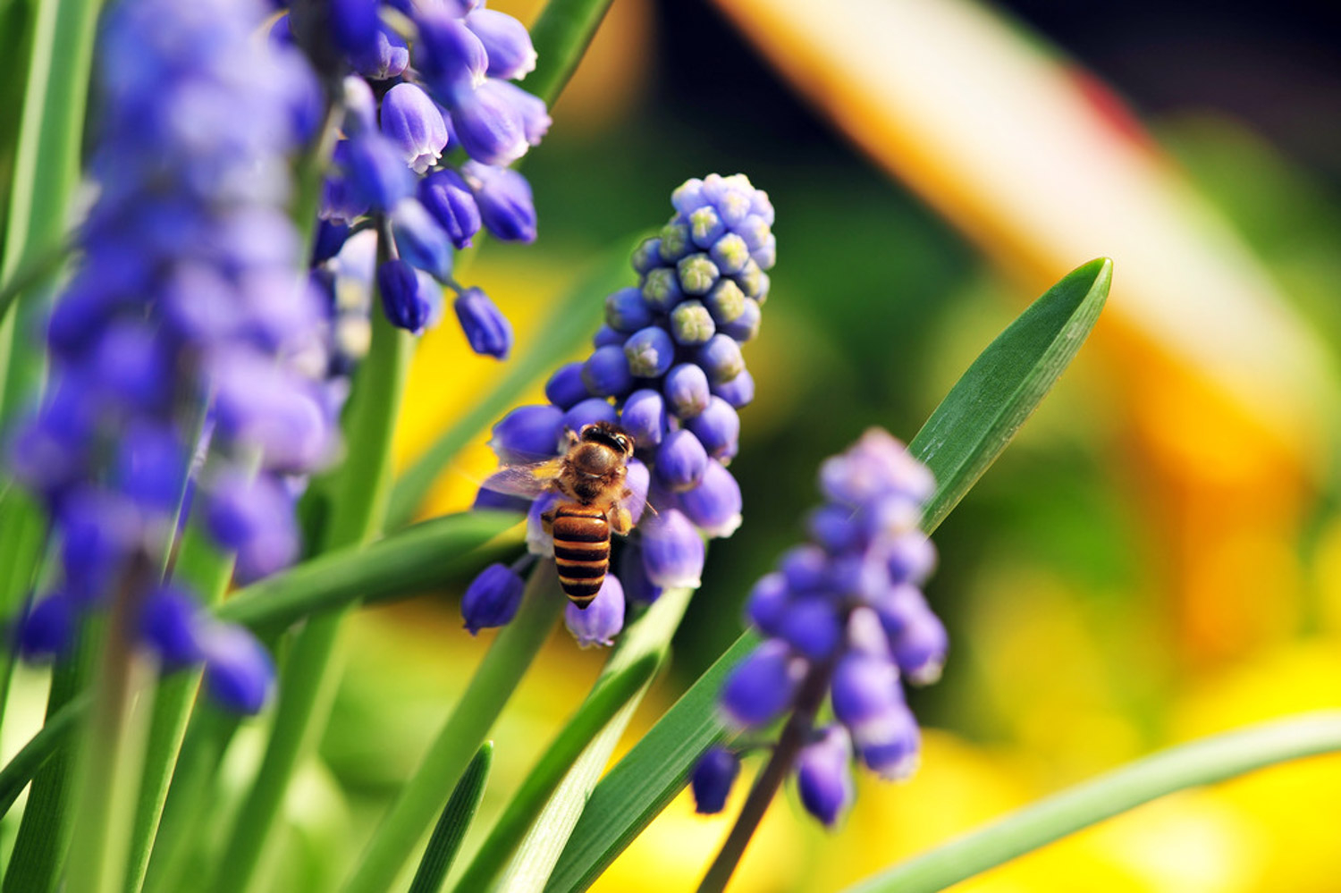 Muscari