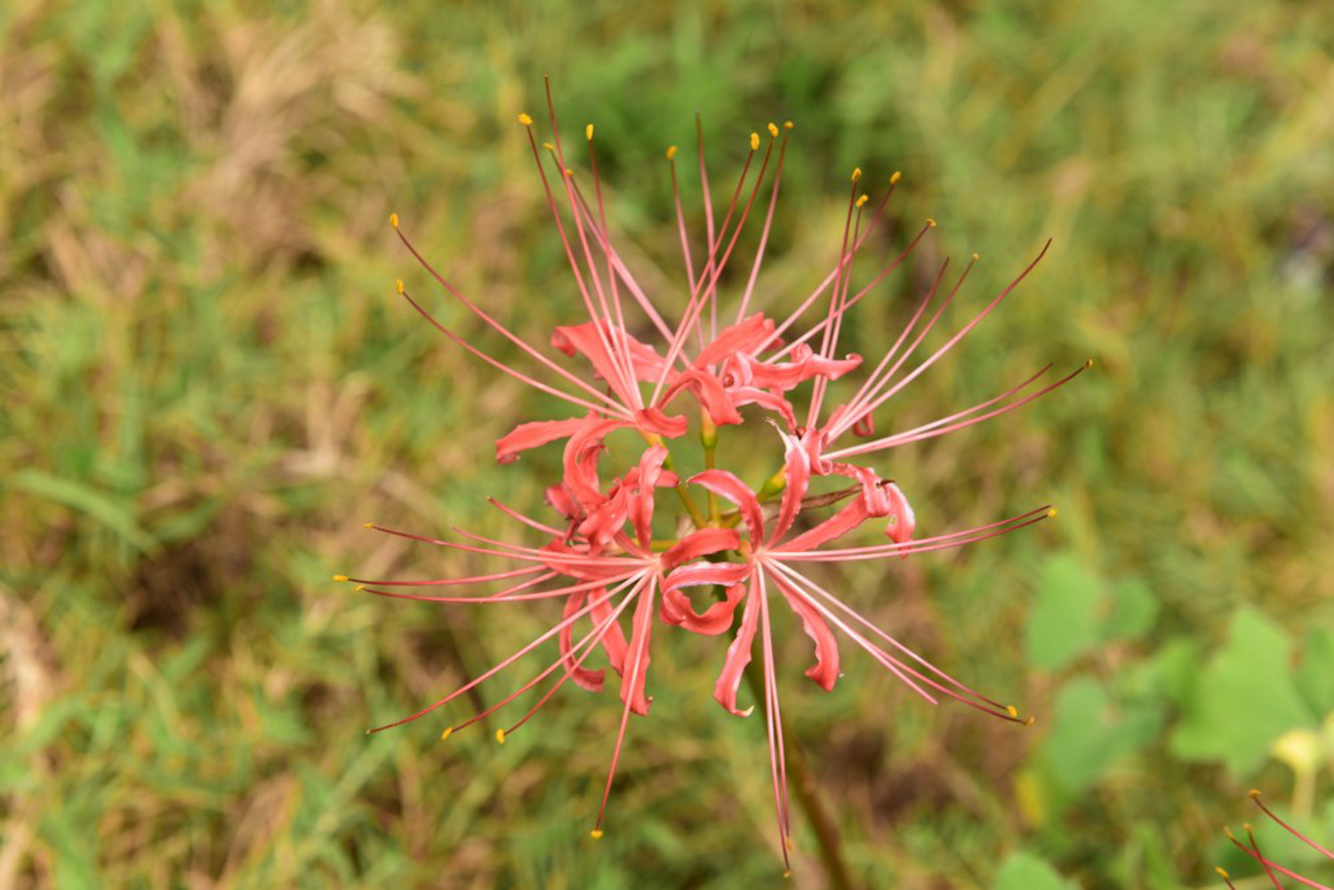 Lycoris radiata