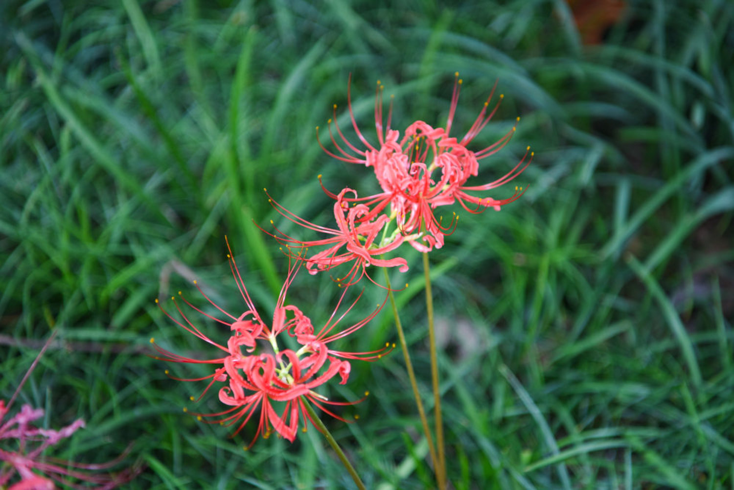 Lycoris radiata