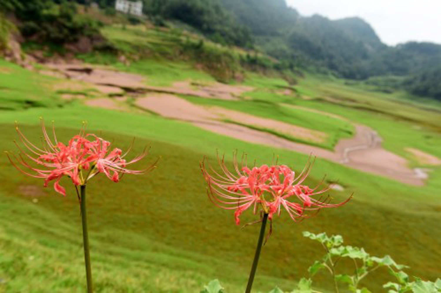 Lycoris radiata