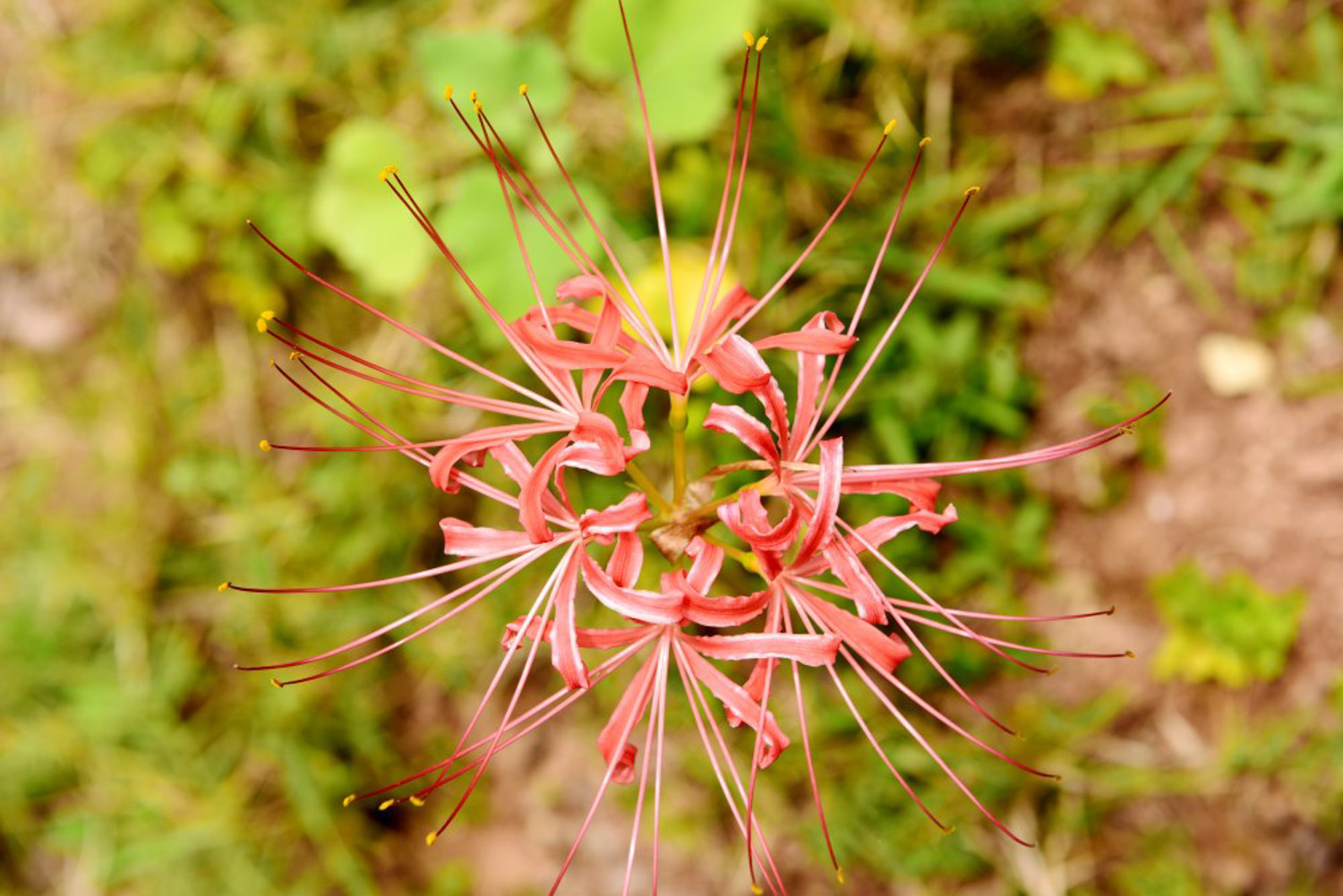 Lycoris radiata