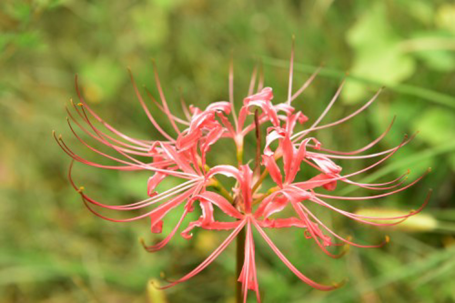 Lycoris radiata