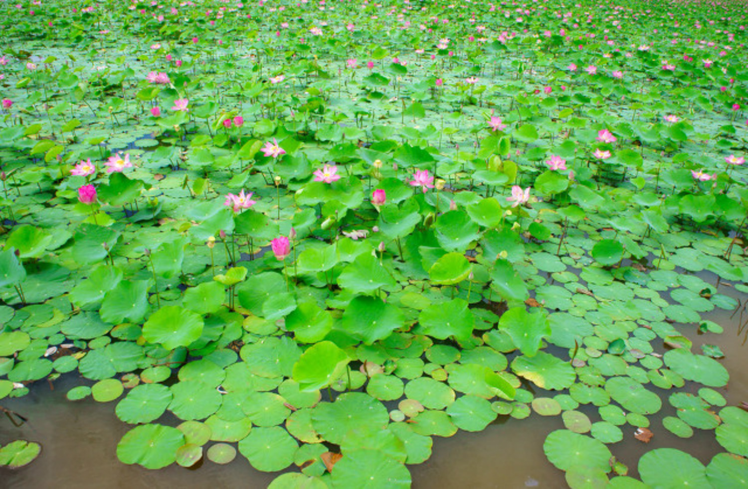 Water lilies